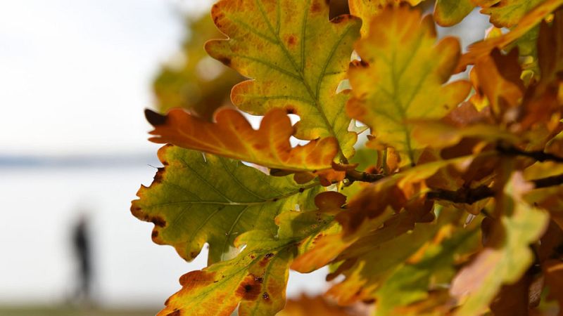 Lluvia fuerte en Canarias y más débil en Cataluña, Valencia y Melilla