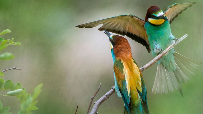 Grandes documentales - Eslovaquia salvaje