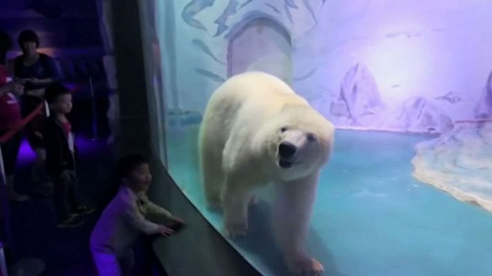 Telediario 1 - Un millón de personas pide la libertad para el oso más triste del mundo