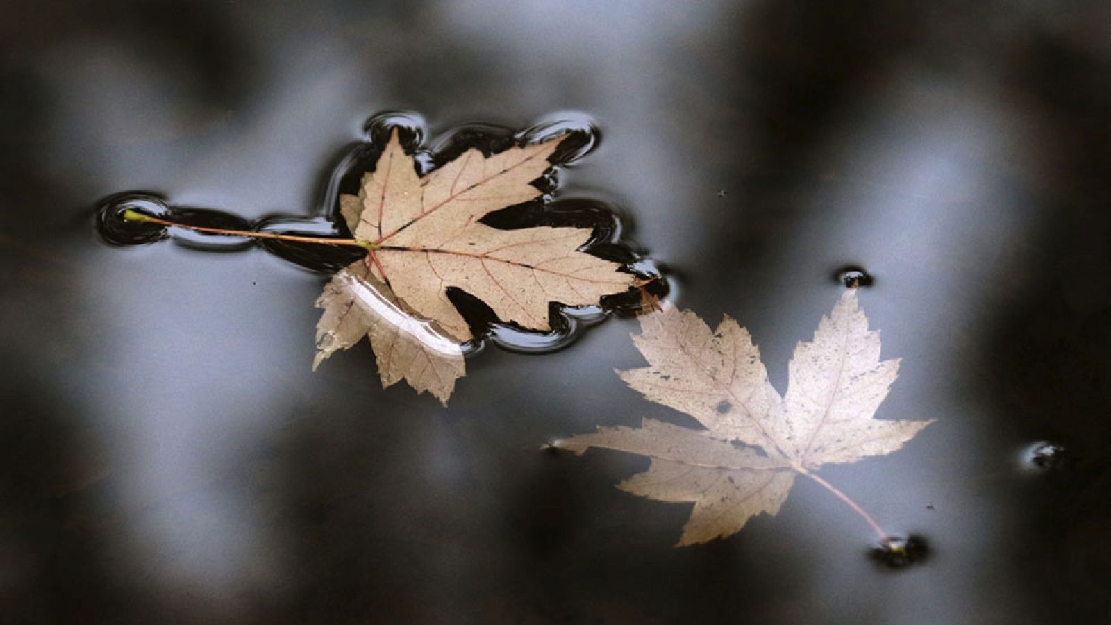 Lluvias en islas Canarias orientales y levante fuerte en el Estrecho