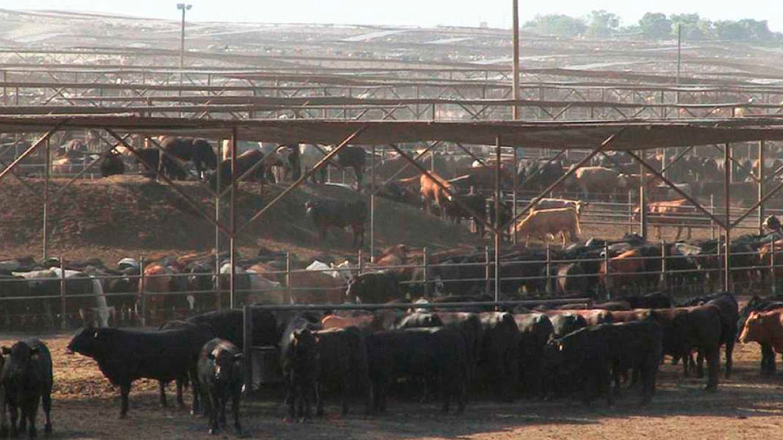 La noche temática - La buena mesa: Un mundo sin carne - ver ahora