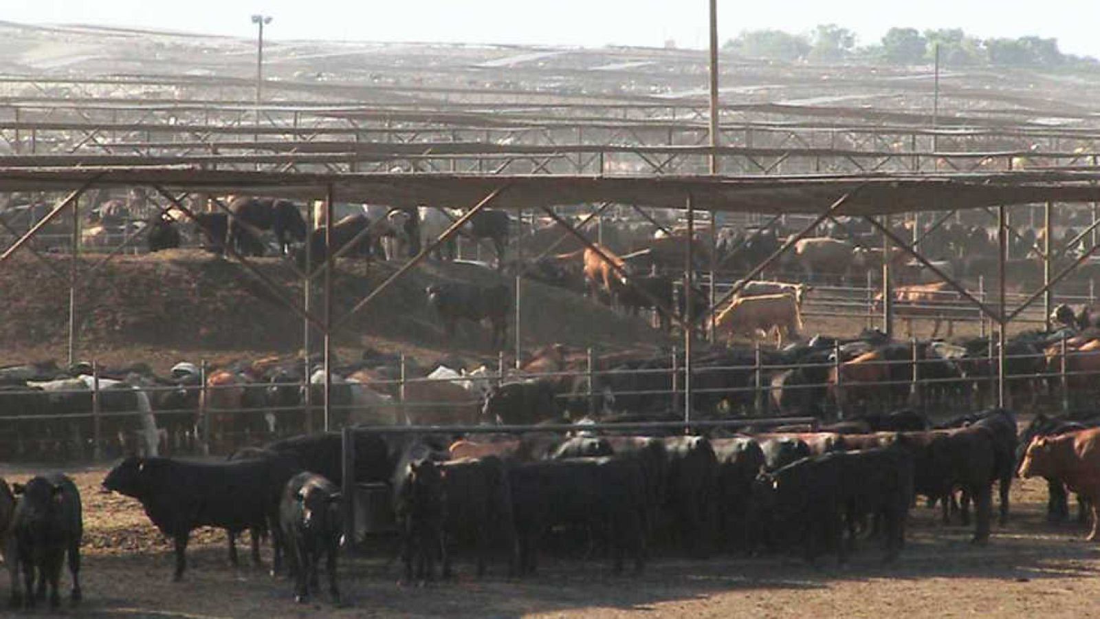 La noche temática - Un mundo sin carne - ver ahora