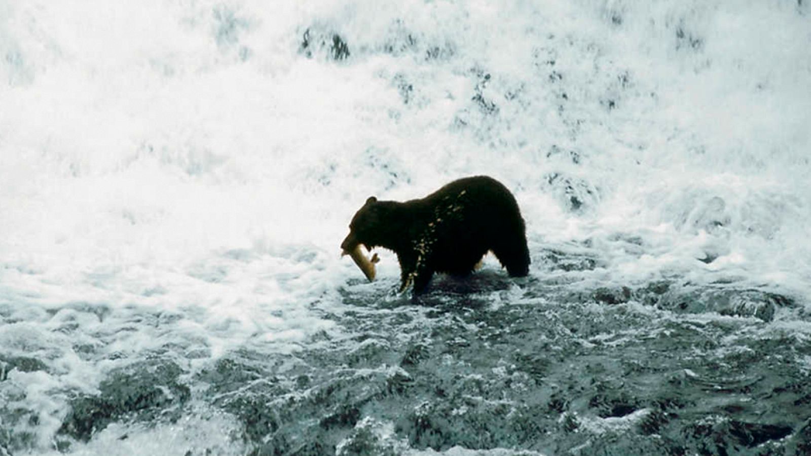 Grandes documentales - El bosque de los salmones - ver ahora