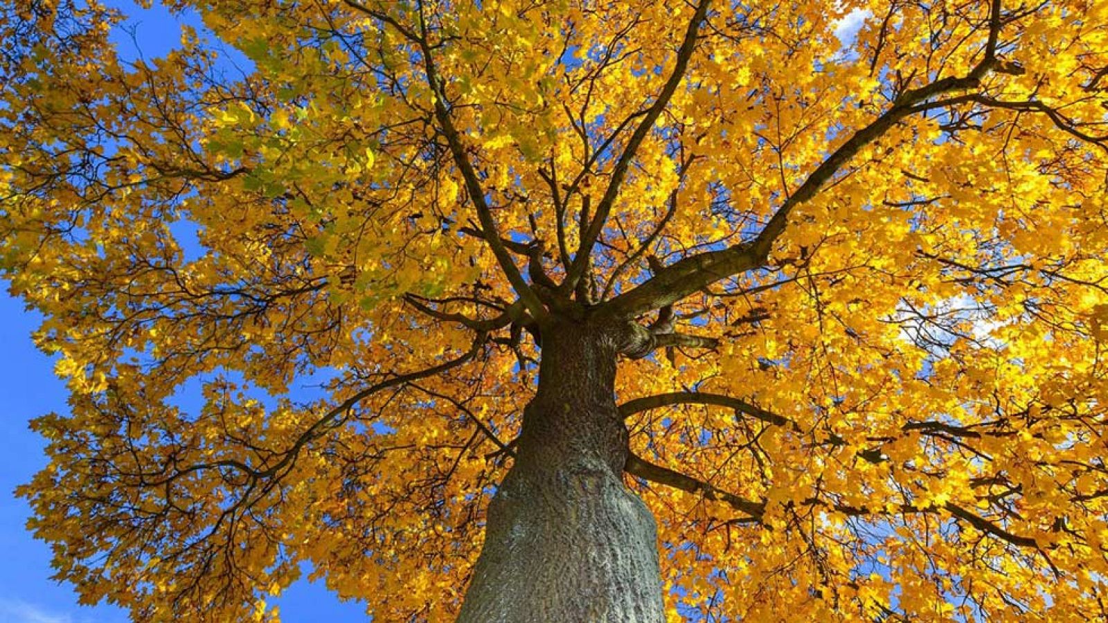Cielos despejados y máximas de 25 grados