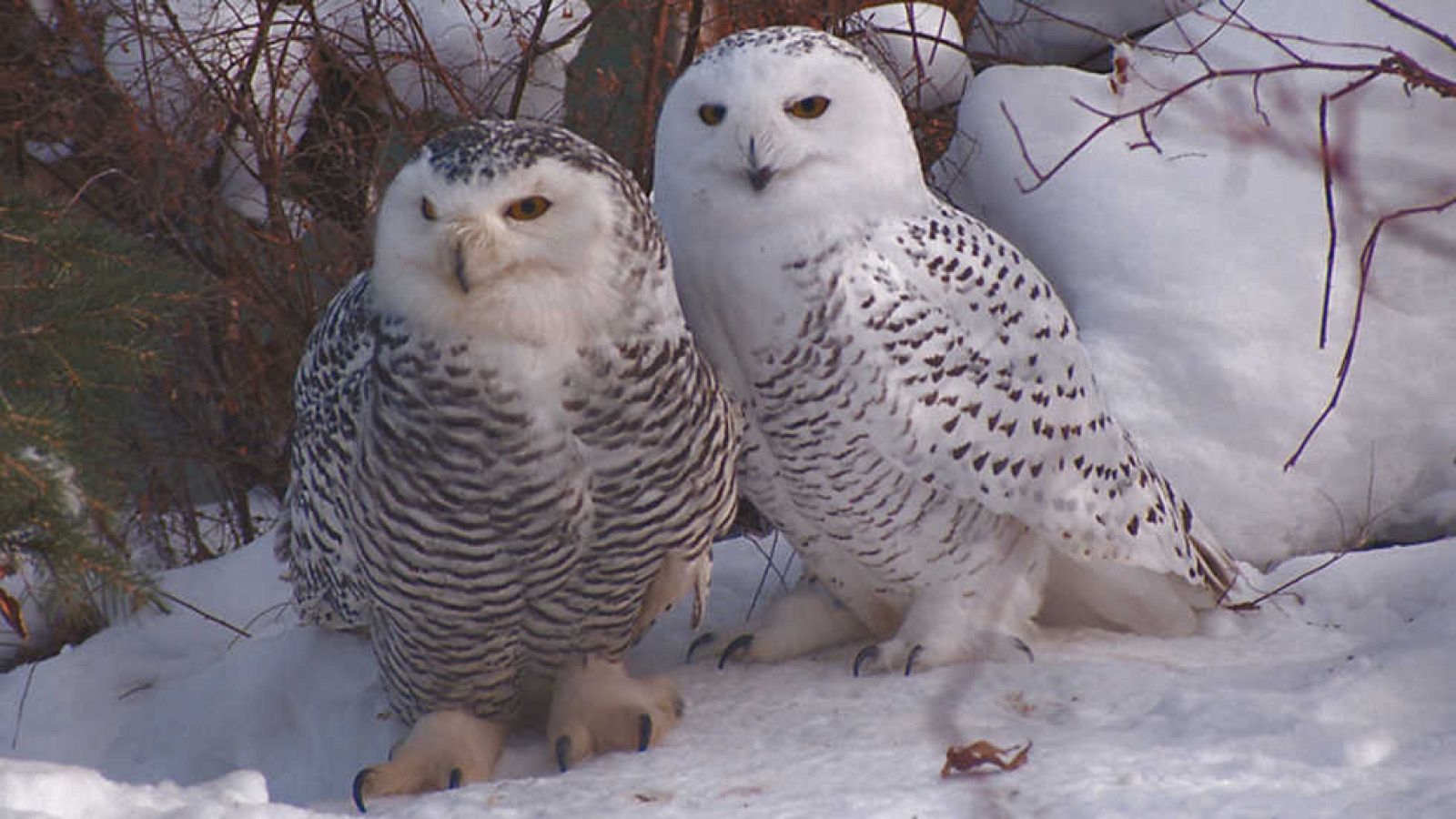 Grandes documentales - Cuento de Invierno. El viaje de los búhos nivales - ver ahora