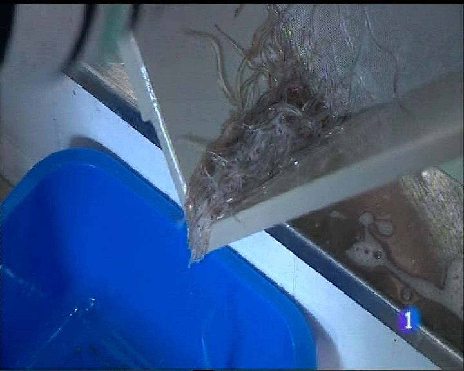 Panorama Regional 2 - 02/11/16 | Ver