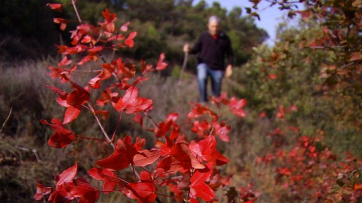 Aquí la Tierra - Plantas que se agarran a la vida
