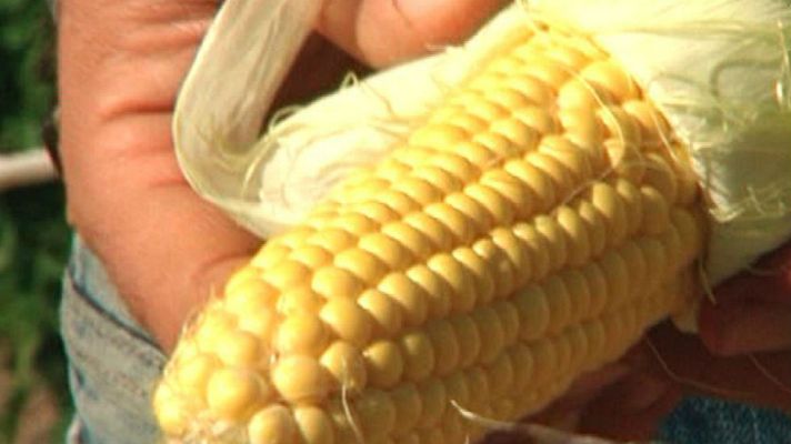 Aquí la Tierra - Palomitas en el huerto