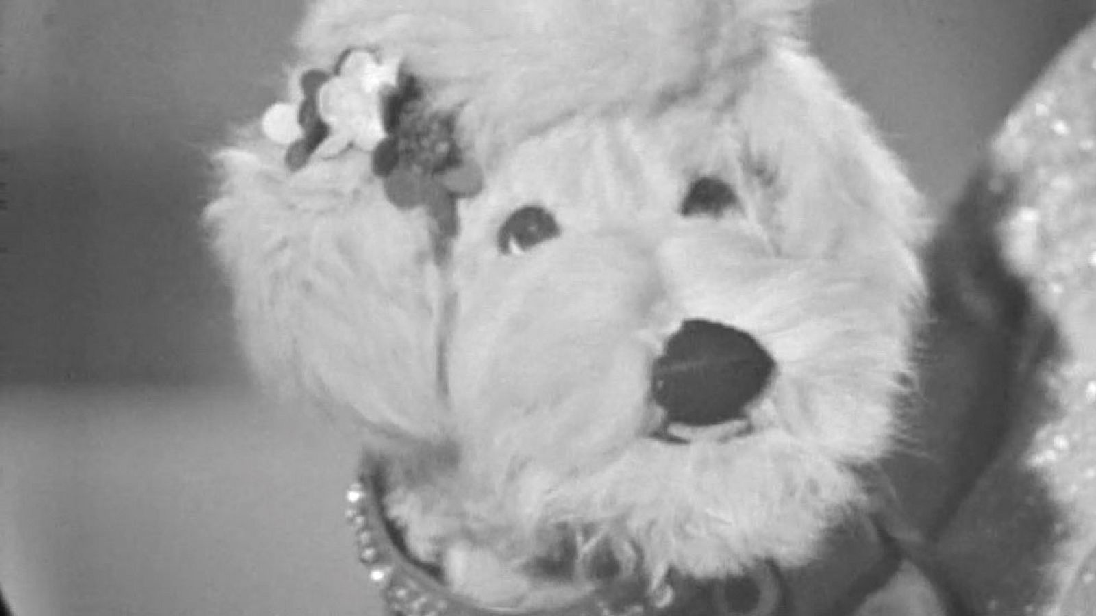 60 años con los más pequeños de la casa: Herta Frankel y la perrita Marilyn - Novedades Clan | Ver