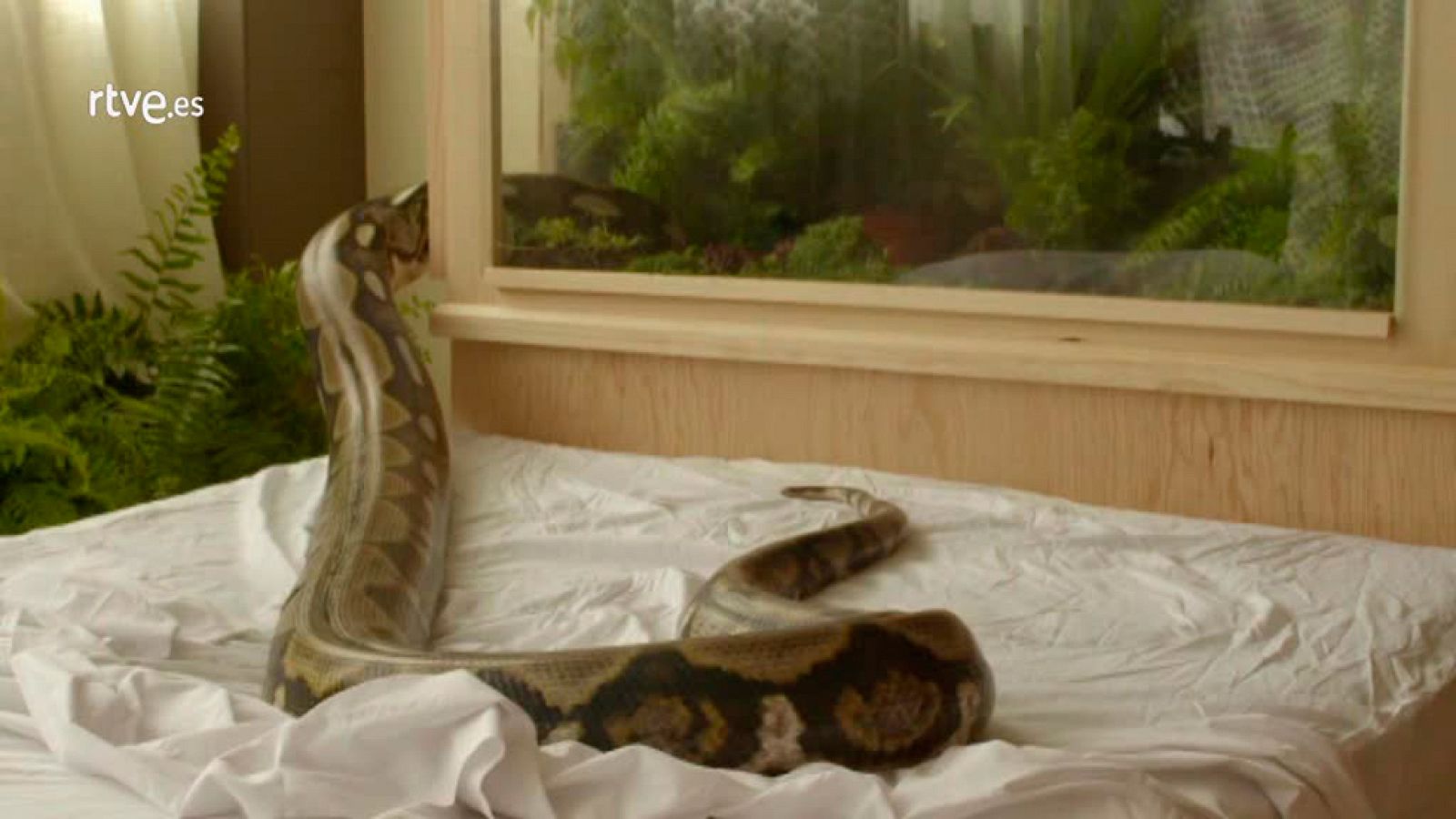 XV Festival Internacional de Cine de Almería - 'Anubis'