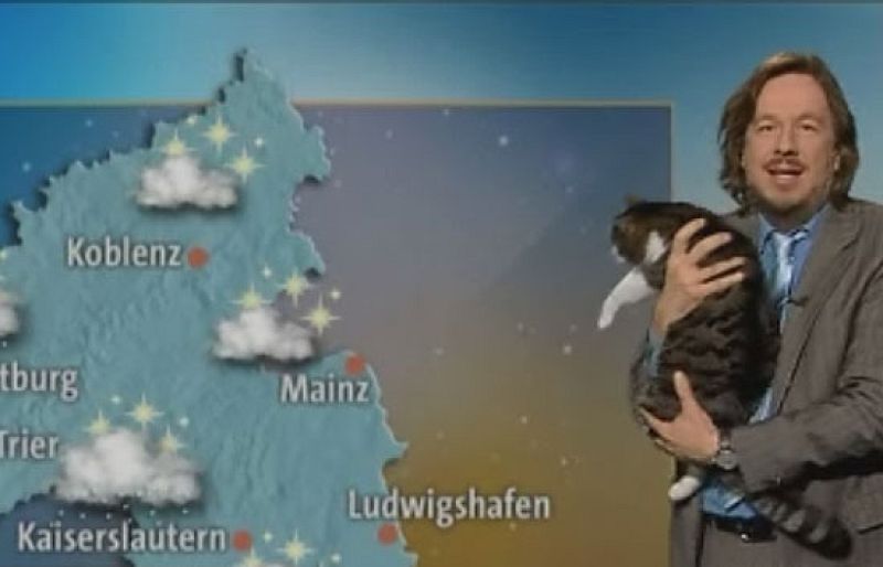 En Alemania un gato se cuela en el estudio del informativo mientras el meteorólogo comenta el tiempo | Ver