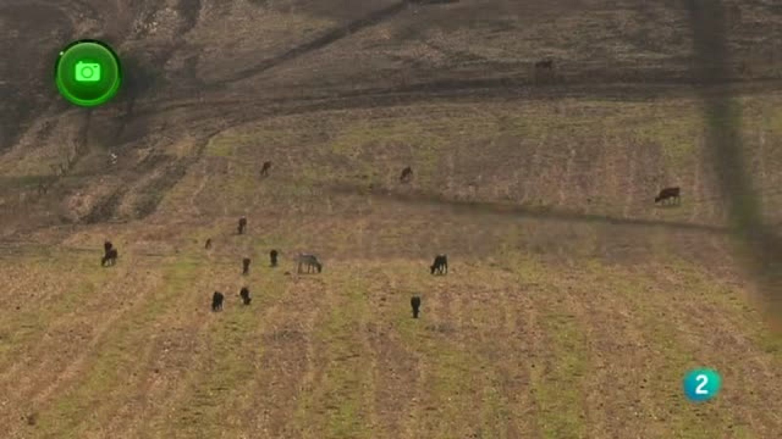 Agrosfera - En clave rural - Medina Sidonia, Cádiz