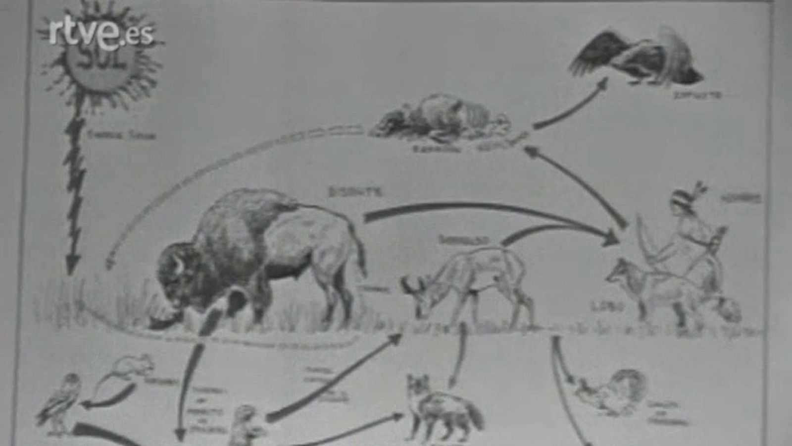 El planeta azul - La gran matanza (I)