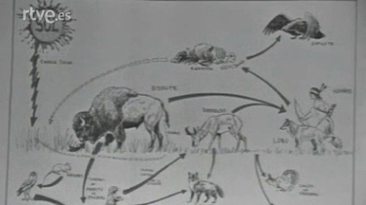 El planeta azul - La gran matanza (I)