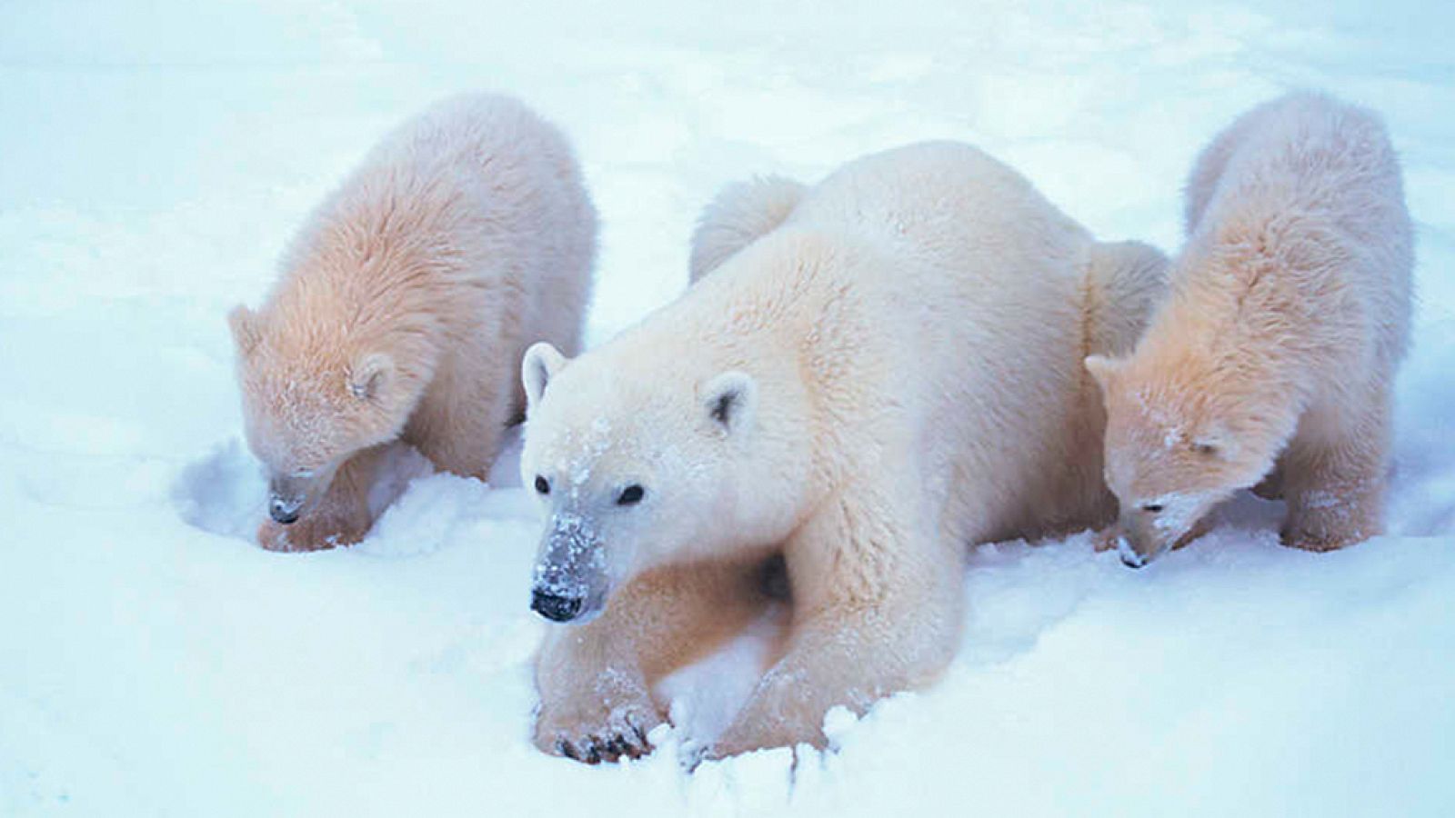 Grandes documentales - El mundo polar - ver ahora