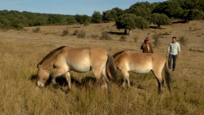 Aquí la Tierra - Caballos prehistóricos en las paredes ¡y en la vida real!