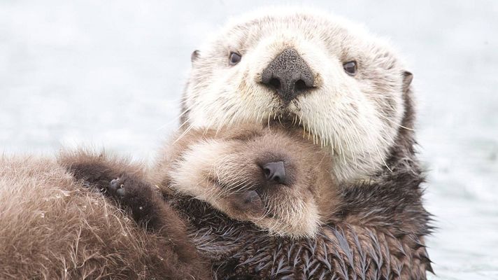 Grandes documentales - Alaska Salvaje: Primavera