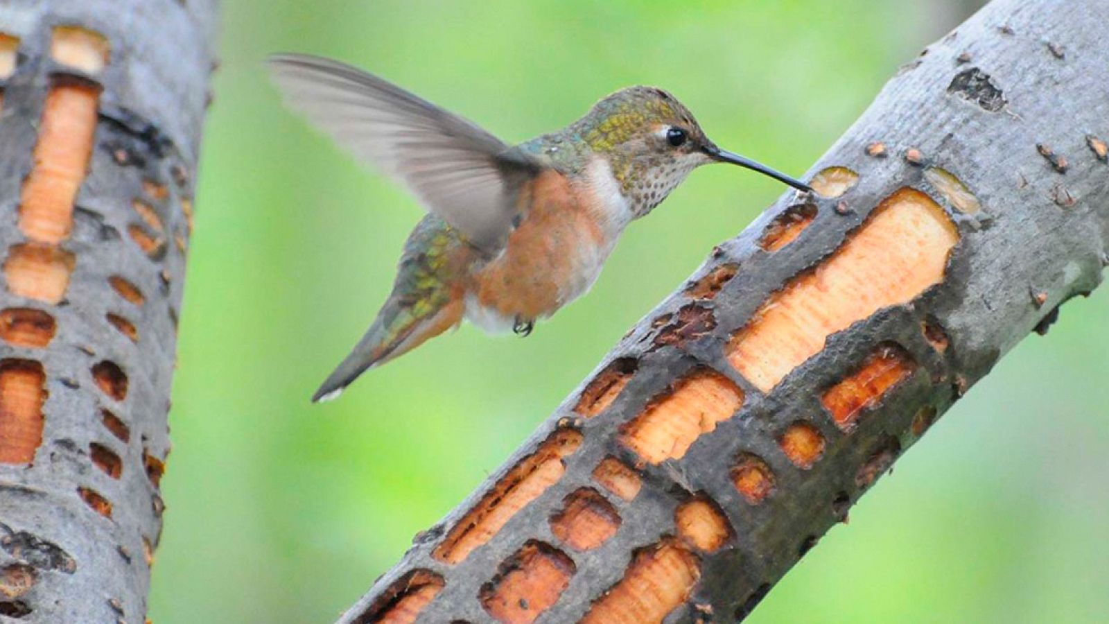 Grandes documentales - Alaska Salvaje: Verano  - ver ahora