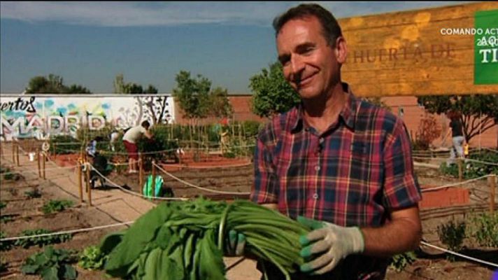 Aquí la Tierra - Los secretos de la borraja