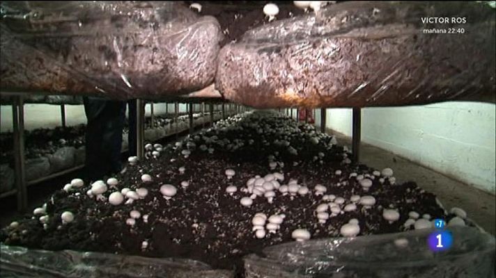 Comando Actualidad - La extra de otoño - Las cuevas del champiñón
