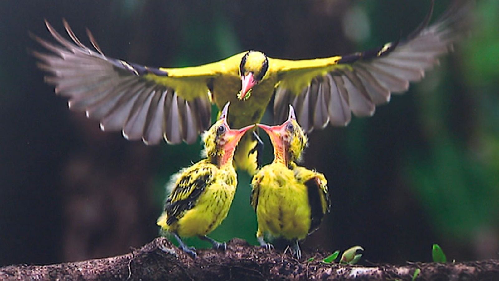 Las fotos finalistas del premio 'Wildlife fotógrafo del año' se presentan en Madrid