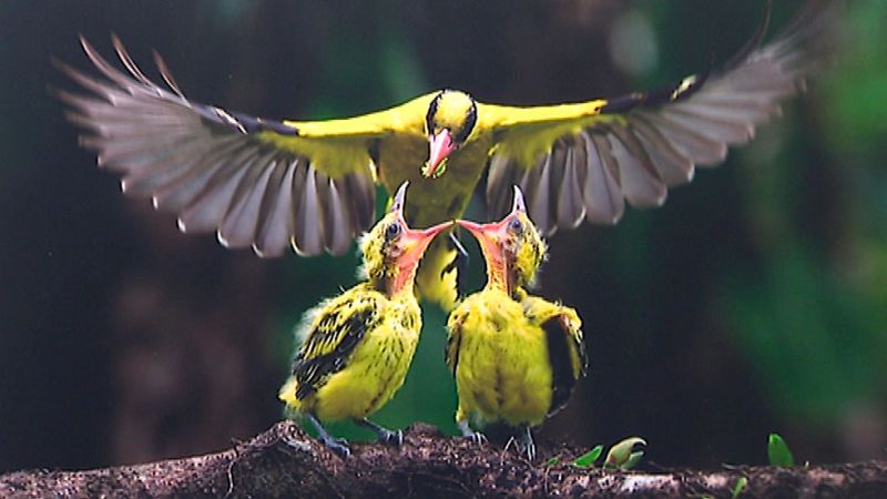Las fotos finalistas del premio 'Wildlife fotógrafo del año' se presentan en Madrid