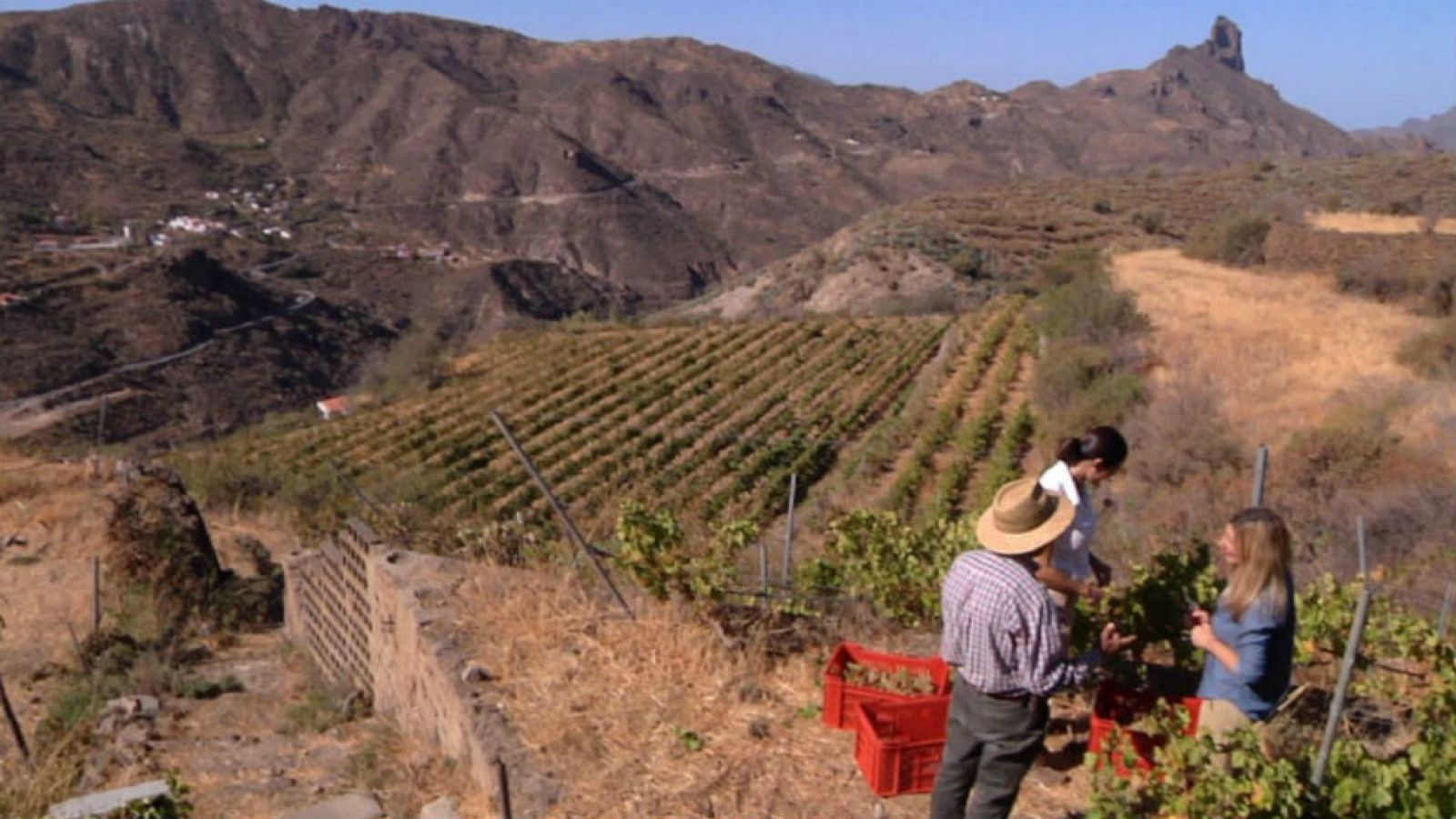 Vino canario de altura