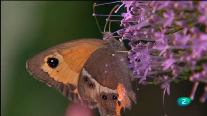 La aventura del Saber - Insect Park