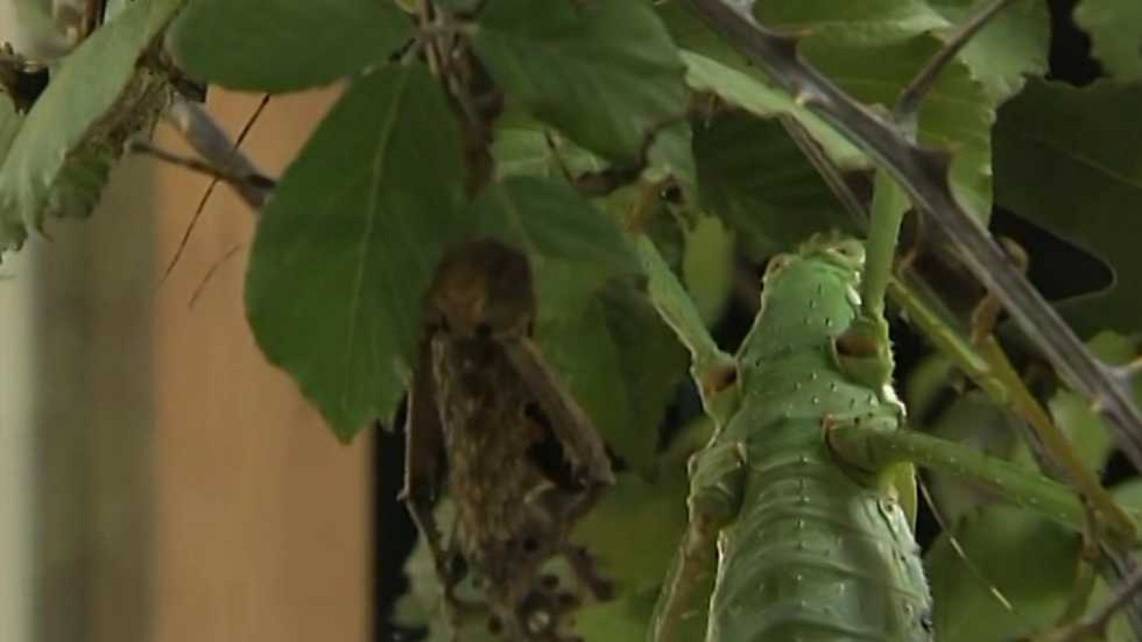 La aventura del saber - 14/11/16 - ver ahora