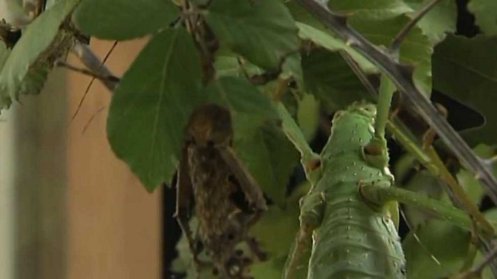 La aventura del Saber - La aventura del saber - 14/11/16