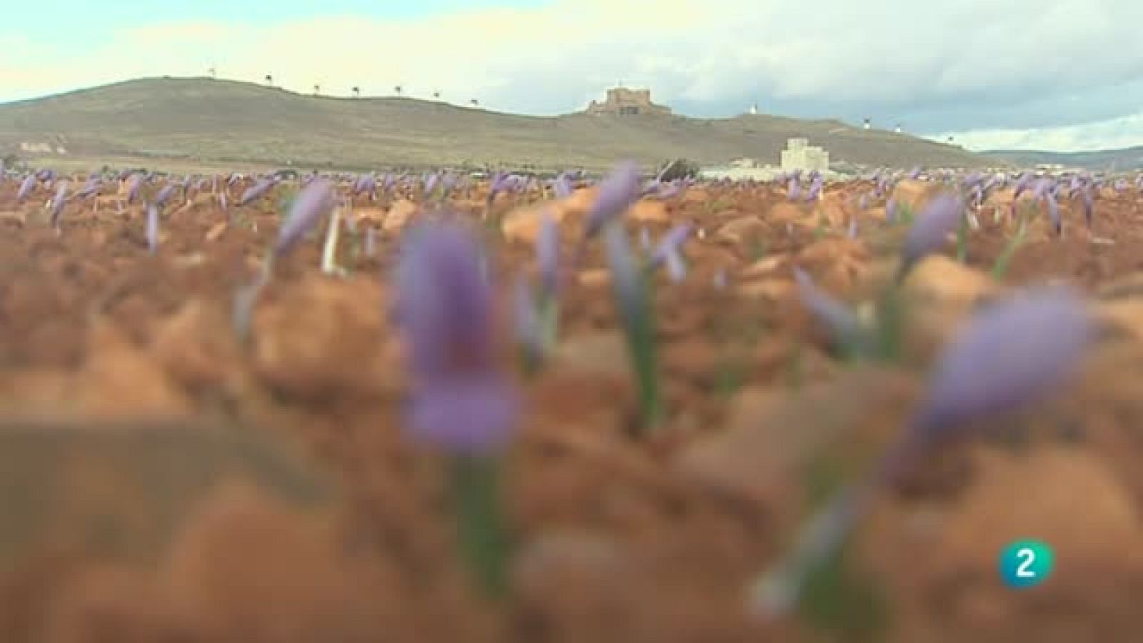 Agrosfera - En primer plano - Azafrán