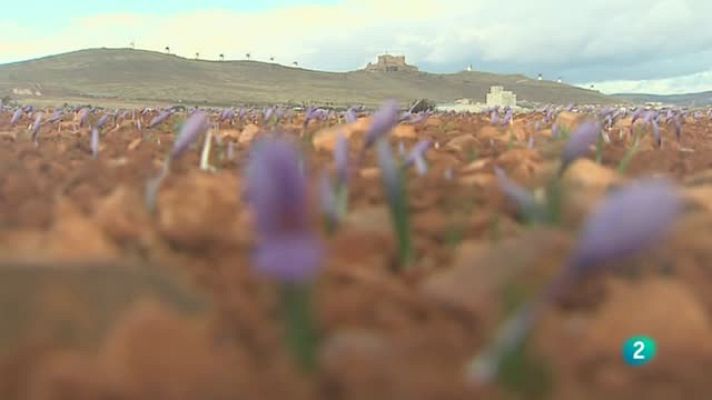 Agrosfera - Azafrán