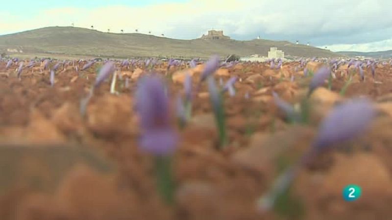 Agrosfera - En primer plano - Azafrán