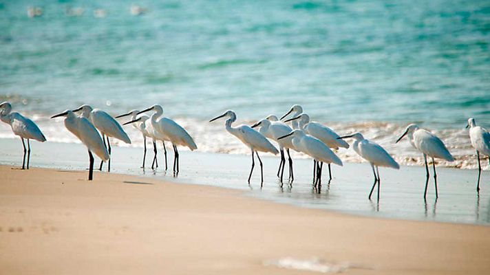 Grandes documentales - Sri Lanka salvaje: Tierra de lagos