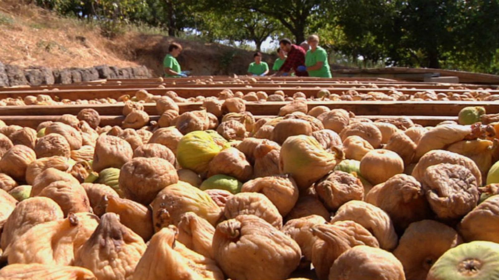 Higos, frutos con secretos