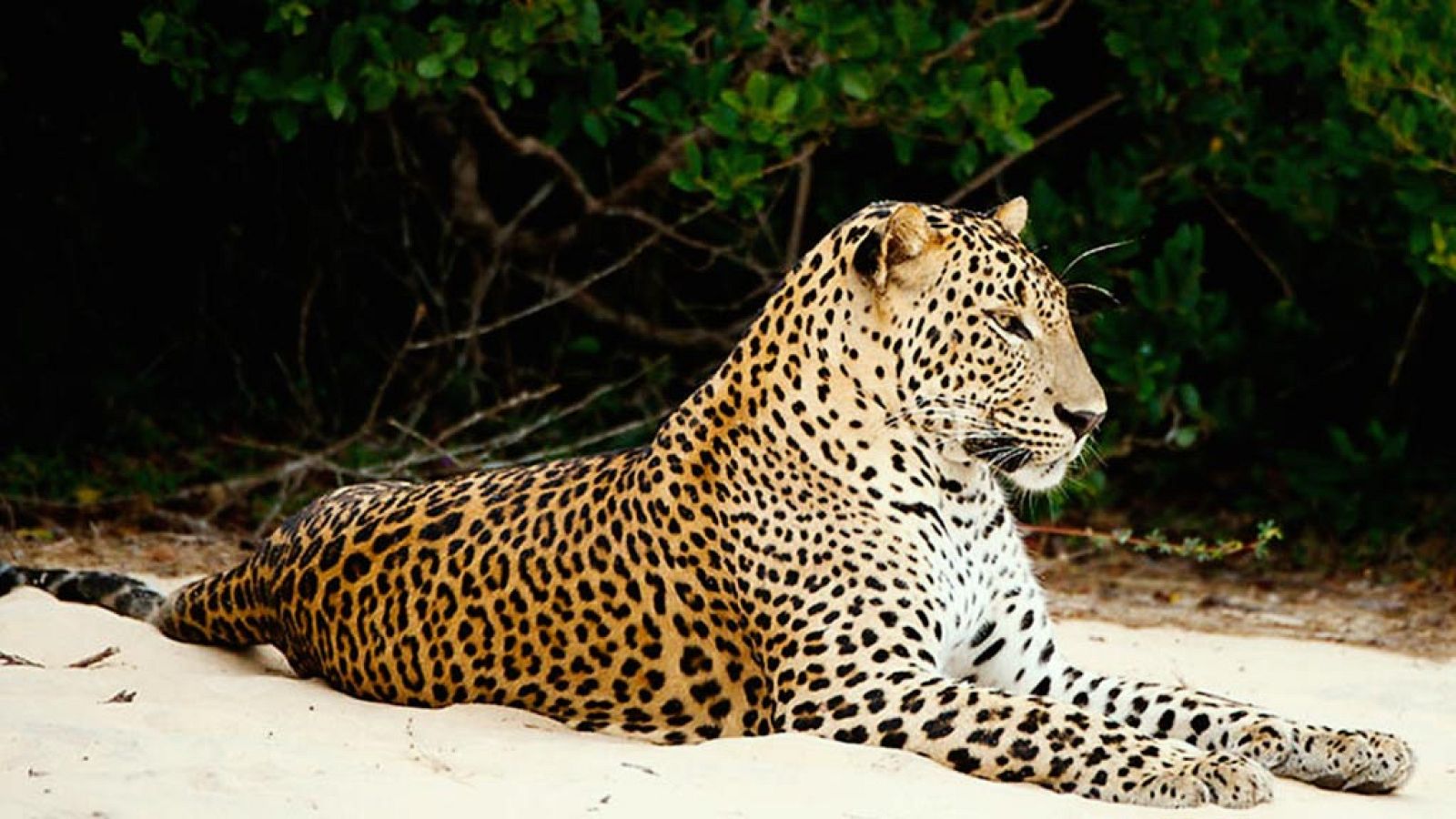 Grandes documentales - Sri Lanka salvaje: El bosque de nubes - ver ahora