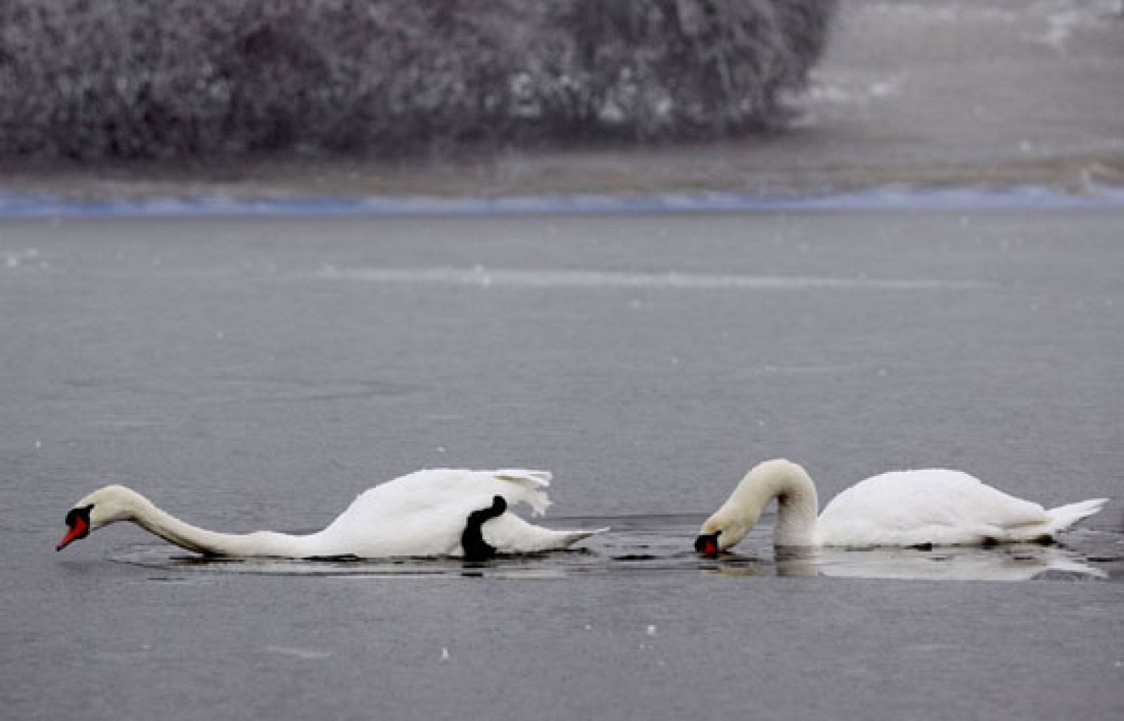 Telediario en cuatro minutos
