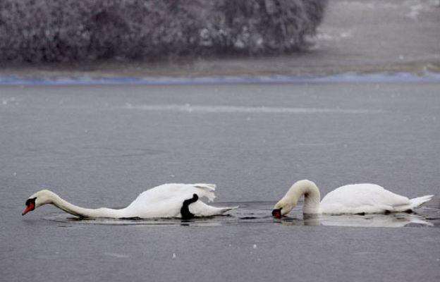 Telediario 1 - Telediario en 4' - 12/01/09