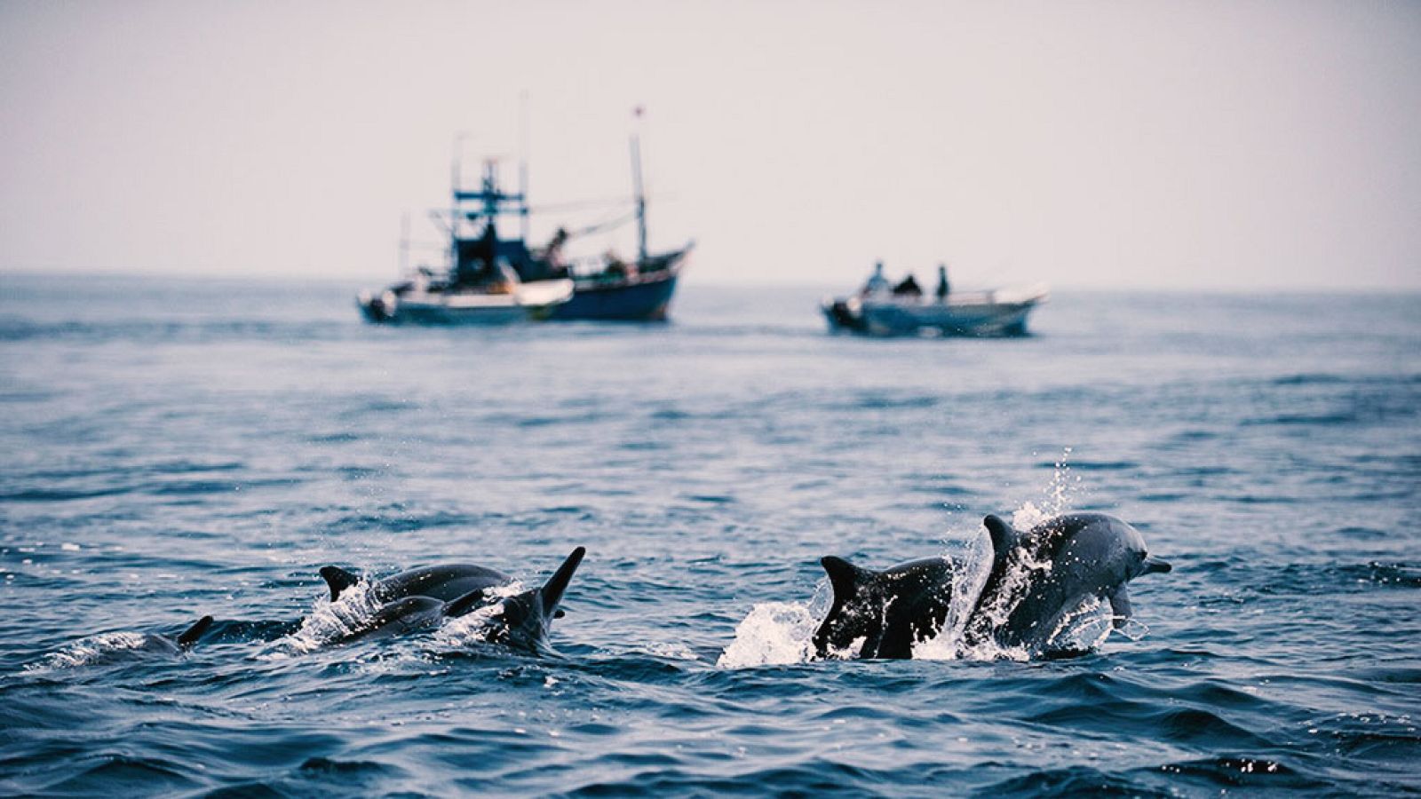 Grandes documentales - Sri Lanka salvaje: Costa de gigantes - ver ahora
