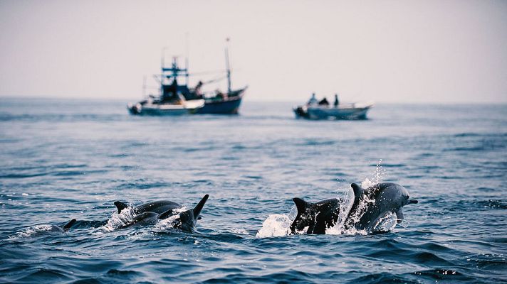 Grandes documentales - Sri Lanka salvaje: Costa de gigantes