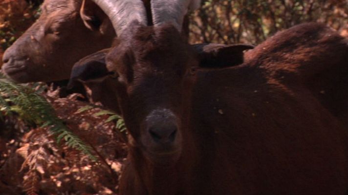 Aquí la Tierra - Psicología cabrera