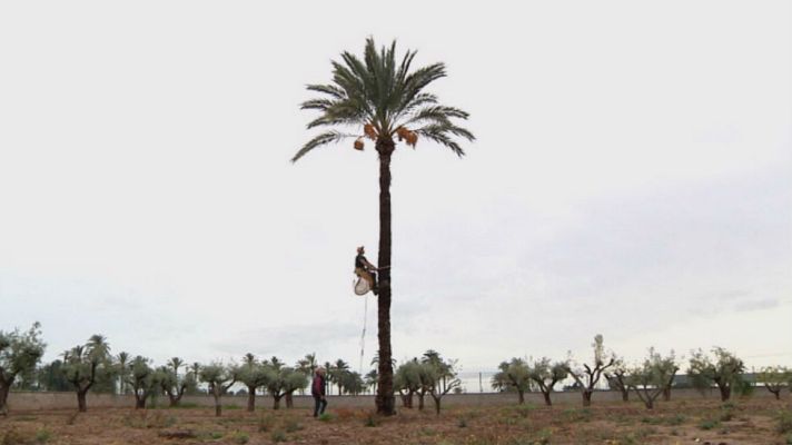 Aquí la Tierra - Abrazando palmeras