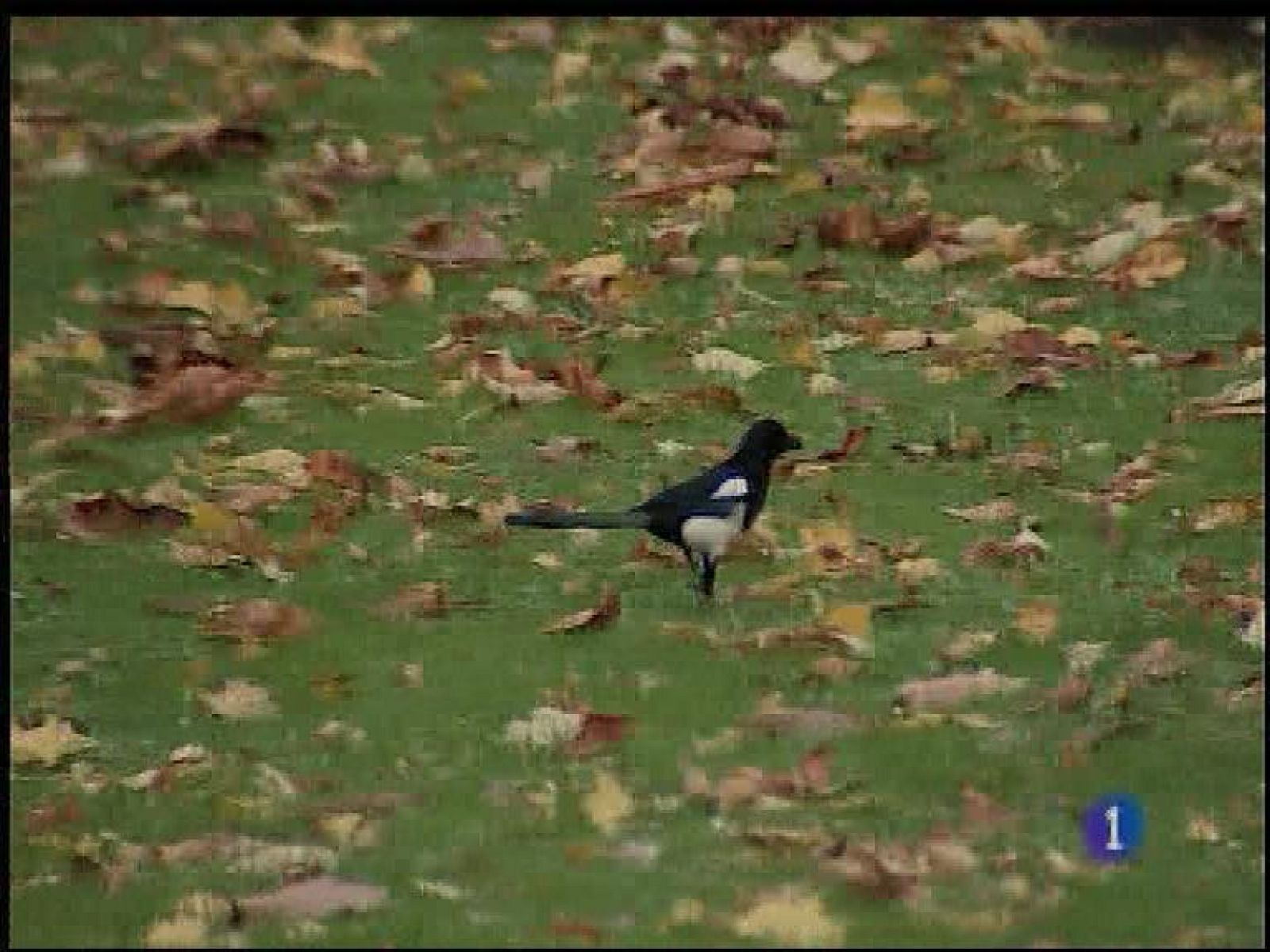El tiempo en Asturias - 21/11/16 | Ver