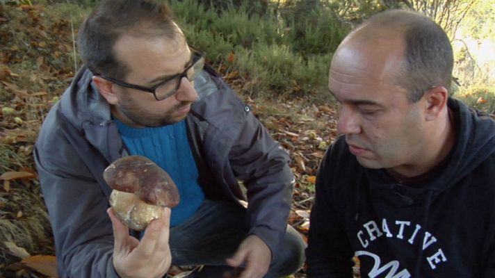 Aquí la Tierra - Los bosques de Sanabria, paraíso micológico