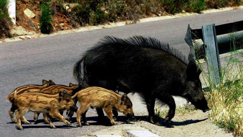 Jabalíes 'a sus anchas' por San Felipe, Ferrol