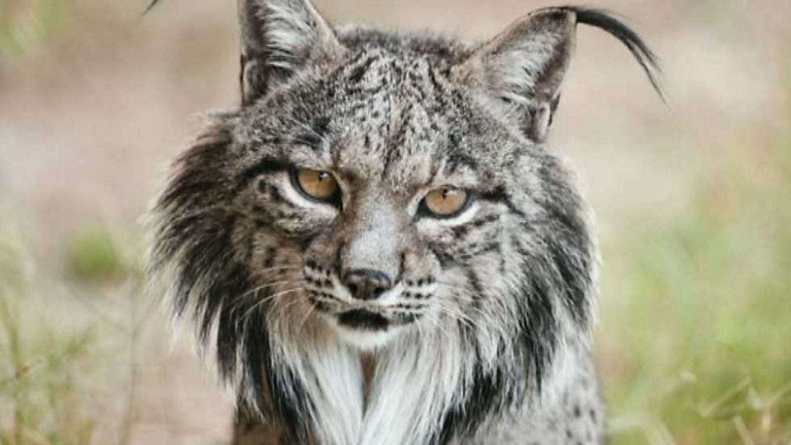 La aventura del saber - 23/11/16 - 23/11/16