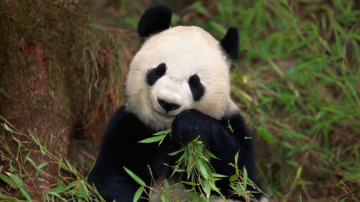 Grandes documentales - Bichos raros de la Naturaleza