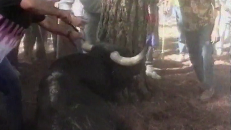 Informe semanal - Tradiciones peligrosas