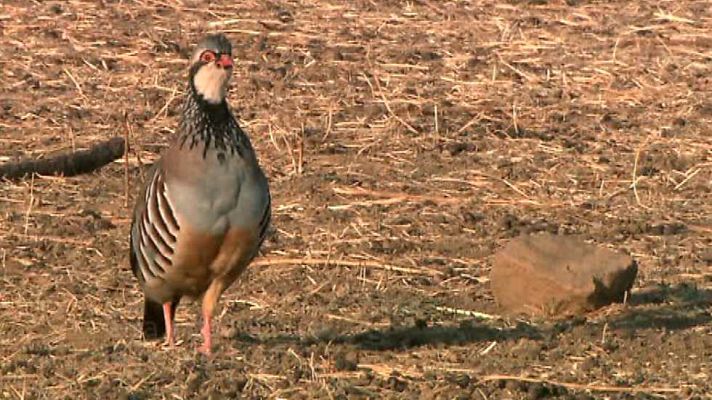 Jara y sedal - Cría y gestión de la perdiz roja