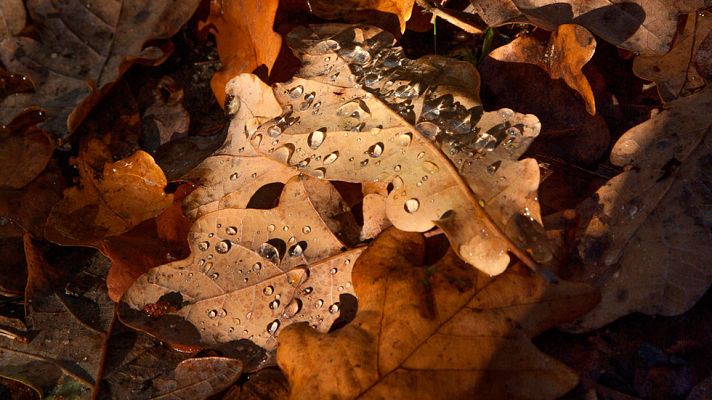 El tiempo - Cielo muy nuboso o cubierto con precipitaciones generalizadas